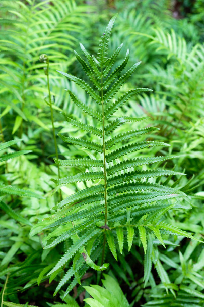 Крупным планом листва папоротника декоративное растение на кустах
 - Фото, изображение