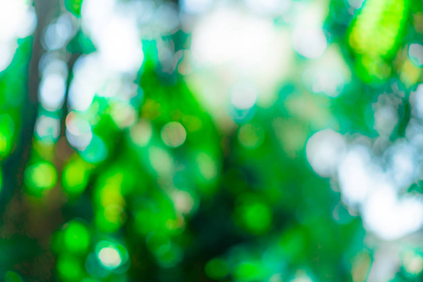 Selective green nature leaf with sunlight bokeh background.Vintage color tone style. - Foto, Bild