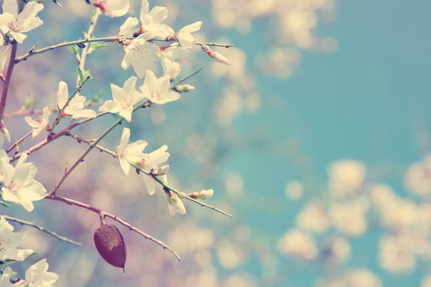 tavaszi mandula virágok fa háttér. szelektív összpontosít. - Fotó, kép