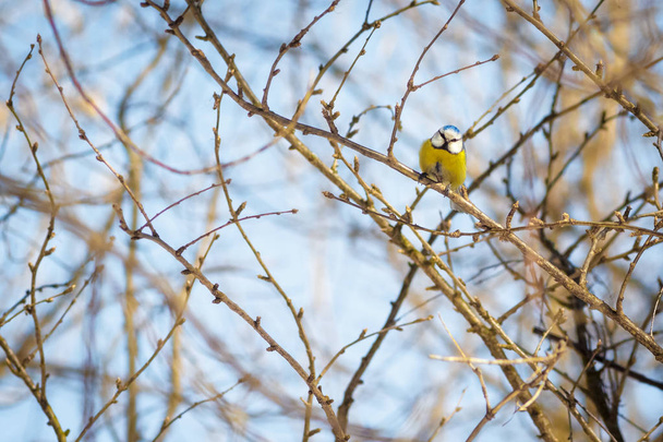 hungry wild bird titmouse on a tree in spring forest - Zdjęcie, obraz