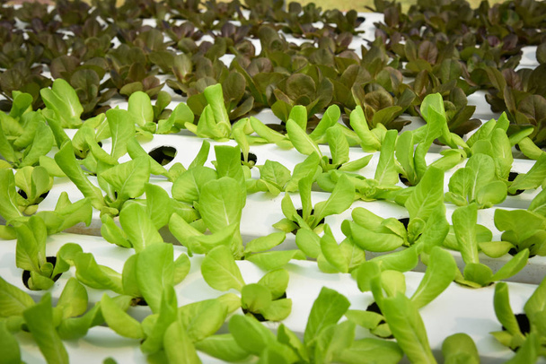 Sistema idroponico vegetale / giovane fresco rosso e verde cos lett
 - Foto, immagini