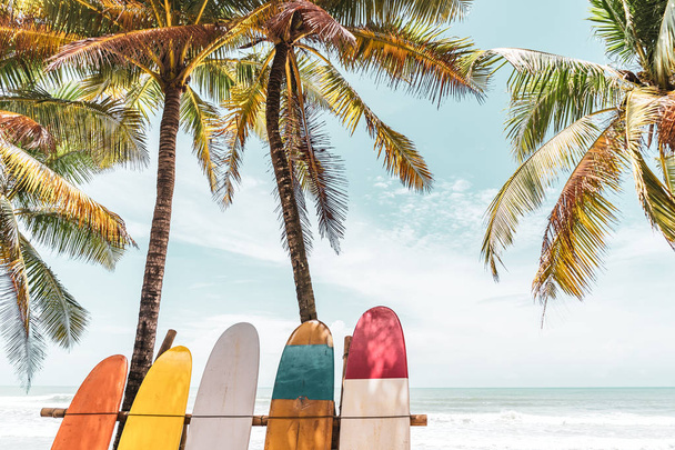 Plaj arka plan üzerinde sörf tahtası ve palmiye ağacı. - Fotoğraf, Görsel