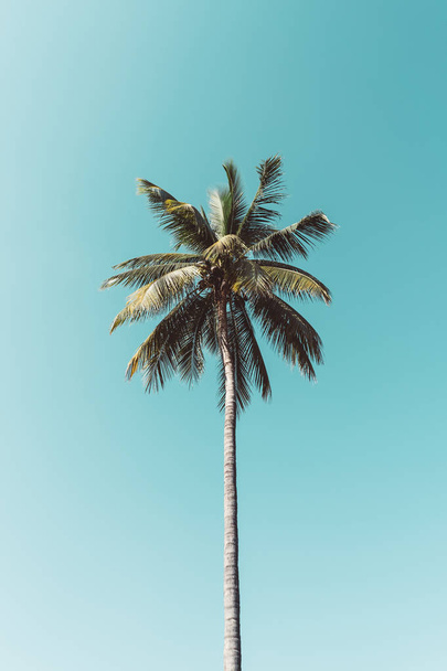Kopieer ruimte van tropische palmboom met zonlicht op hemel achtergrond. - Foto, afbeelding