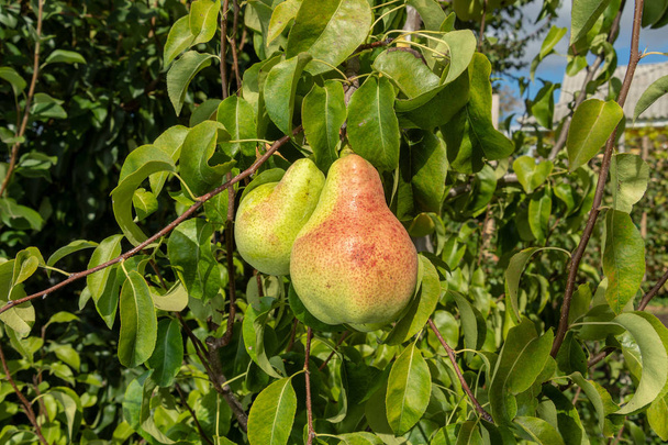 梨の熟した果実はツリー ブランチのクローズ アップ マクロにしがみつきます。Harves - 写真・画像