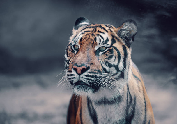 Sumatran Tiger, Panthera tigris sumatrae - Foto, Imagem