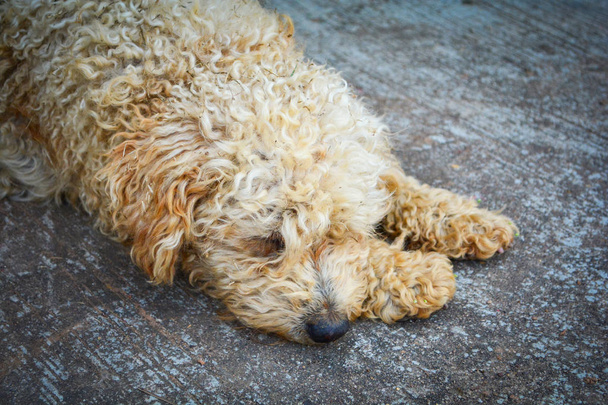 Lonely dog homeless sleep on floor street / Animal be sad dog sl - Photo, Image