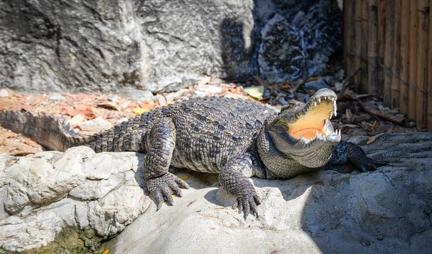 Krokotiili avaa suusi ja makaa rentouttava kivi lähellä w
 - Valokuva, kuva