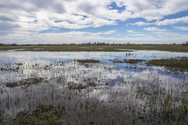 Pejzaż pola ryżu w parku przyrody Las Marismas del Ampurdan z odbicie chmur w wodzie - Zdjęcie, obraz