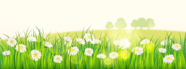 Szablon tło wiosna pole kwiatów stokrotki i zielona soczysta trawa, łąka, Błękitne niebo, białe chmury. Wektor, ilustracja, na białym tle, banery, ulotki - Wektor, obraz
