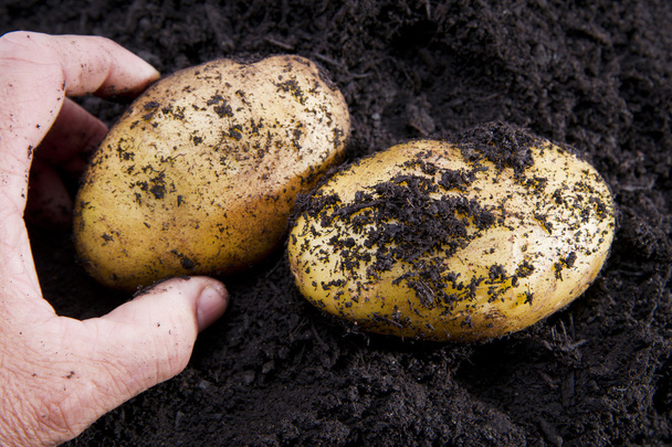 Potato harvesting - Foto, imagen