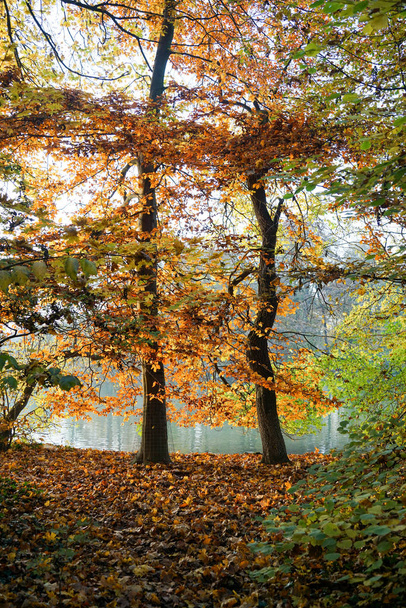 autumn view in The English Garden, Munich, Germany. - Fotó, kép