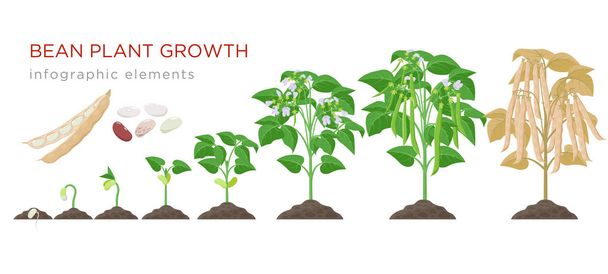 Bohnenpflanzenwachstum inszeniert infografische Elemente in flachem Design. Pflanzprozess von Bohnen aus Samen keimen zu reifem Gemüse, pflanzlicher Lebenszyklus isoliert auf weißem Hintergrund, Vektorstockillustration. - Vektor, Bild
