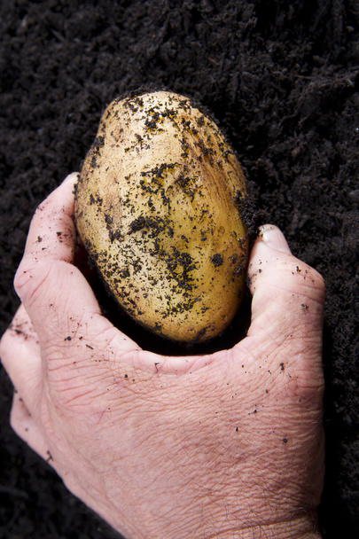 Potato harvesting - Φωτογραφία, εικόνα