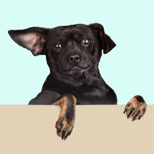 Divertente cucciolo di Chihuahua
 - Foto, immagini