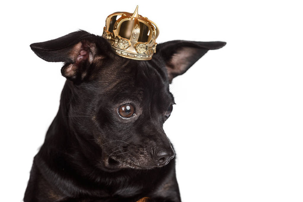 Chihuahua dog with golden crown - Φωτογραφία, εικόνα