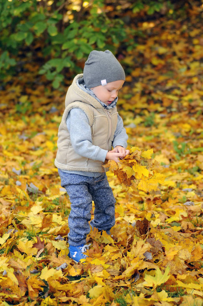Двухлетний мальчик, стоящий на осенних листьях
 - Фото, изображение