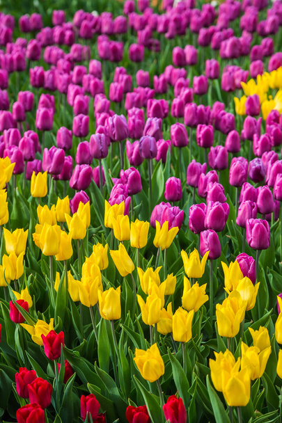 Multicolored flower tulip field in Holland - Foto, immagini