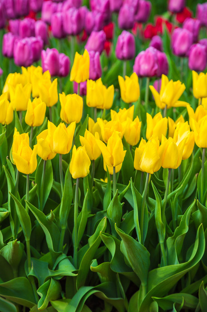 Multicolored flower tulip field in Holland - 写真・画像
