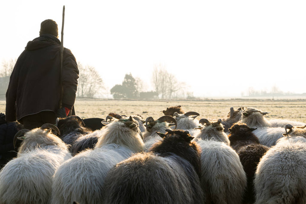 Vista posterior de una manada de ovejas con un pastor en el sol de invierno
 - Foto, imagen