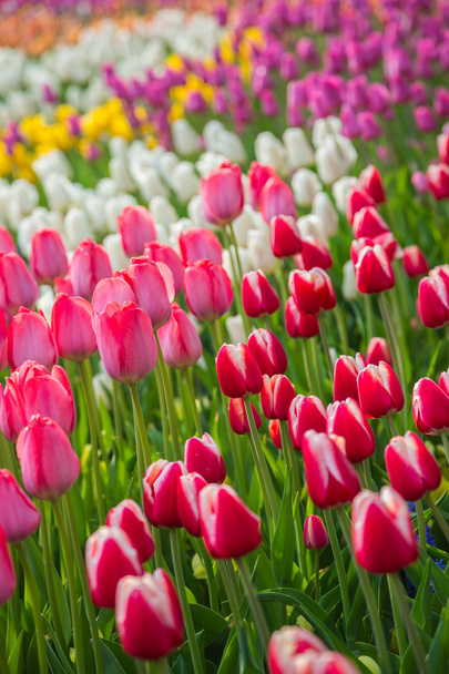 Multicolored flower tulip field in Holland - 写真・画像