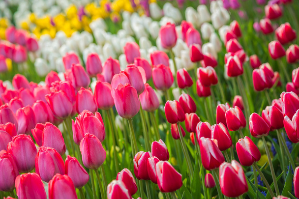Multicolored flower tulip field in Holland - Foto, immagini