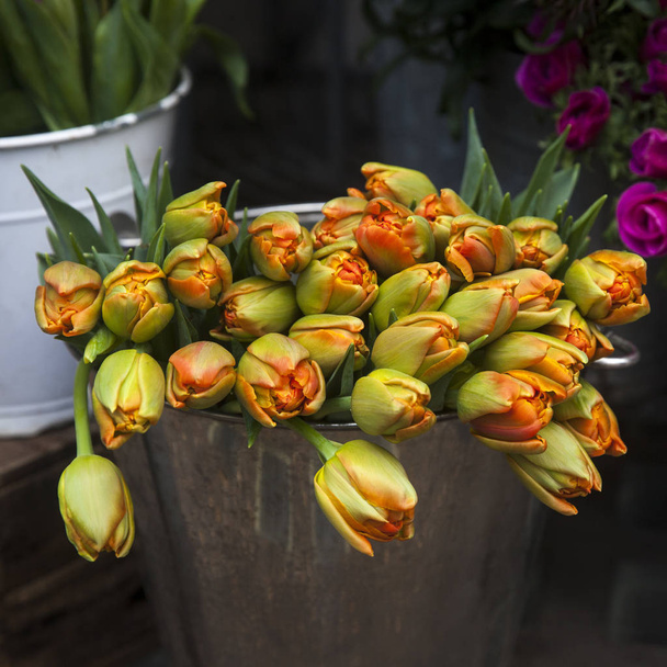 Yellow-red tulip buds in a zinc bucket - Foto, afbeelding