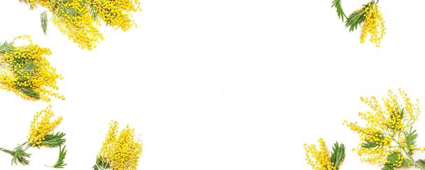 Gele bloemen van de Mimosa witte achtergrond bovenop plat lag kopie space bekijken. Lente zachte samenstelling, concept van de lente seizoen, symbool van 8 maart, dag van de gelukkige vrouw. Bloem achtergrond, Pasen decoratie. - Foto, afbeelding