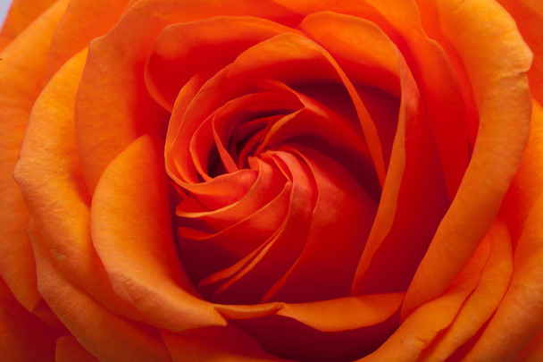 Immagine ravvicinata di rosa arancio singola
 - Foto, immagini