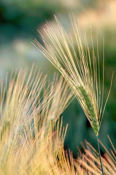 Oreja de trigo al amanecer
 - Foto, Imagen