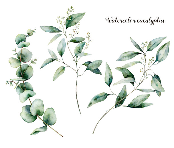 Conjunto de eucaliptos semeados em aquarela. Ramo de eucalipto pintado à mão e folhas isoladas sobre fundo branco. Ilustração floral para desenho, impressão, tecido ou fundo
. - Foto, Imagem