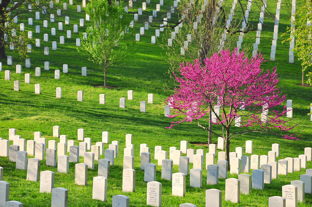 Narodowy Cmentarz w Arlington - Zdjęcie, obraz