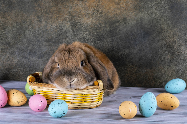 Easter chubby bunny raised his ear. Wicker basket with festive E - Φωτογραφία, εικόνα