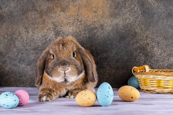 Easter chubby bunny raised his ear. Wicker basket with festive E - Fotografie, Obrázek