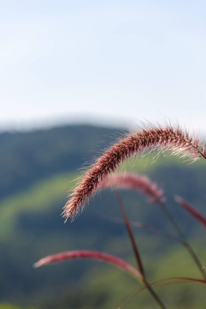 Detailed outdoor color macro of a single isolated chinese pennisetum/chinese fountaing/dwarf fountain/foxtail fountain/ swamp foxtail grass on natural blurred green landscape and blue sky background - Photo, Image