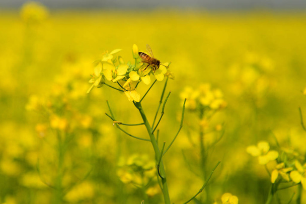 Bee collects pollen from a crop of mustard in flower in Munshigonj near Dhaka, Bangladesh, on January 04, 2019. Mustard is a cool weather crop and is grown from seeds sown in early spring. From mid December through to the end of January in Bangladesh - Photo, Image