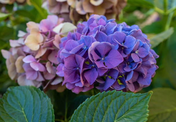 花びらと小花柄、自然バック グラウンドと日当たりの良い夏の日に撮影開花紫アジサイの花の色屋外花マクロ - 写真・画像