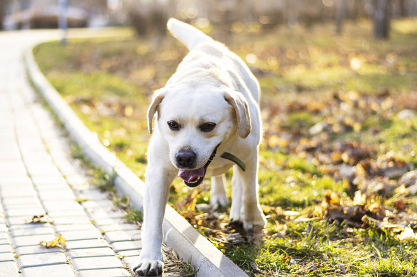 Beyaz labrador retriever yürüyüş - Fotoğraf, Görsel