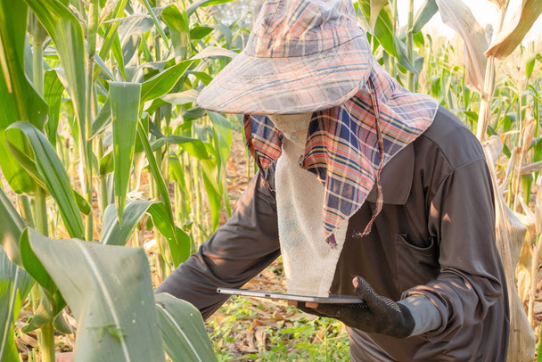 agricultor comprobar el crecimiento del maíz y el uso de tabletas en el campo
 - Foto, Imagen