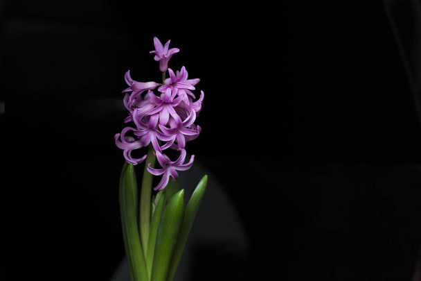 belas flores jacinto no fundo
 - Foto, Imagem