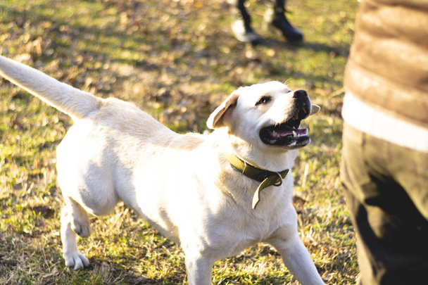 entrenamiento de perros en el parque
 - Foto, Imagen