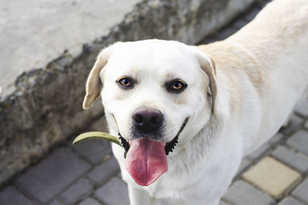 Labrador blanc de bonne humeur regarde dans la caméra, Odessa, Ukraine
 - Photo, image