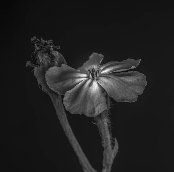 Fine art still life low key monochrome black and white  macro of a blooming crown campion and a bud with stem on black background in vintage painting style - Photo, Image