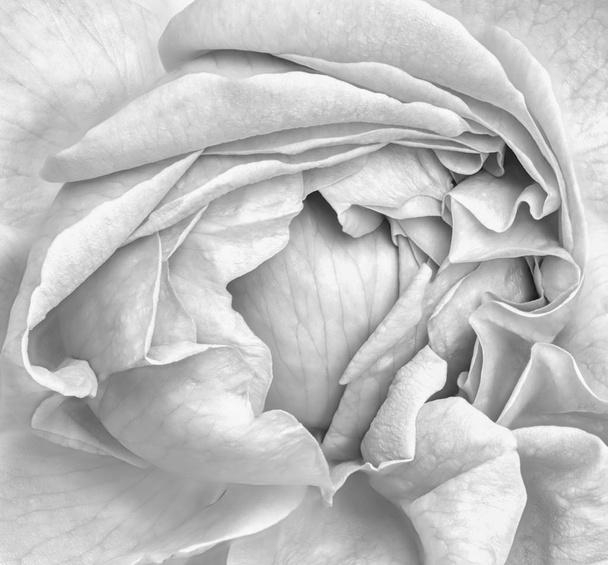 詳細なテクスチャを持つ単一分離咲くバラ花の内側の静物モノクロの白と黒の花トップ表示 (マクロ) 美術 - 写真・画像