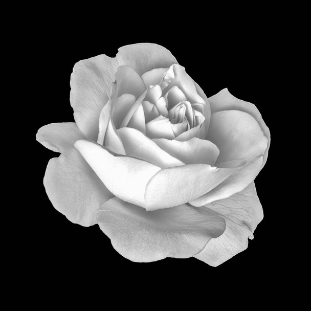 Monochrome black and white fine art still life flower front view macro photo of an open rose blossom with detailed texture on black background - Photo, Image