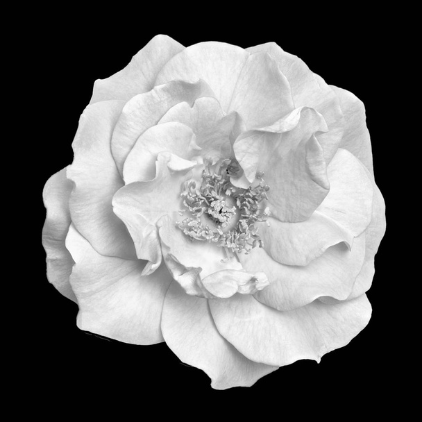 Λεπτή τέχνη νεκρή μονόχρωμη και μαύρο και άσπρο κάτοψη μακροεντολή λουλούδι εικόνα του μια απομονωμένη ορθάνοιχτη τριαντάφυλλο άνθος με λεπτομερή υφή σε στυλ vintage ζωγραφική σε μαύρο φόντο - Φωτογραφία, εικόνα