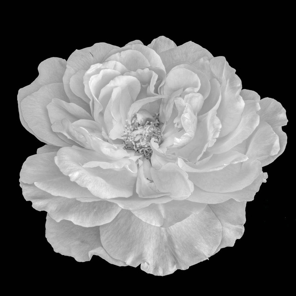 Monochromes Schwarz-Weiß-Kunststillleben helles florales Makroblumenbild einer einzigen isolierten weit geöffneten Rosenblüte, schwarzer Hintergrund, detaillierte Textur, Vintage-Malstil  - Foto, Bild