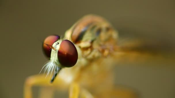 Soyguncu bir bitki dinlenme kök üzerinde tünemiş fly, makroyu kapatın gözlerinizi açın bokeh tarafsız arka plan ile HD kafa statik vurdu. - Video, Çekim
