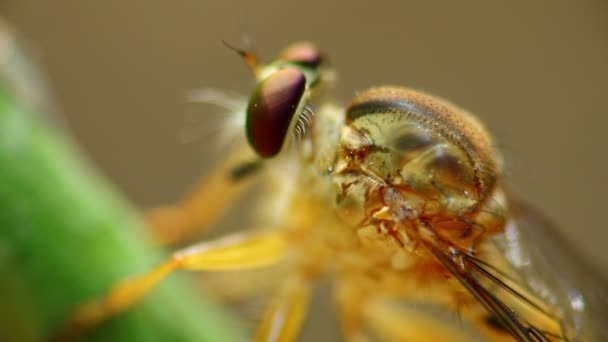 Soyguncu bir bitki dinlenme kök üzerinde tünemiş fly, makroyu kapatın gözlerinizi açın bokeh tarafsız arka plan ile HD kafa statik vurdu. - Video, Çekim