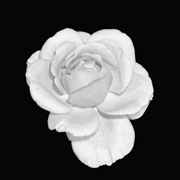 Bellas artes bodegón monocromo negro y blanco flor vista superior macro foto de una flor de rosa abierta amplia con textura detallada sobre fondo negro
 - Foto, Imagen