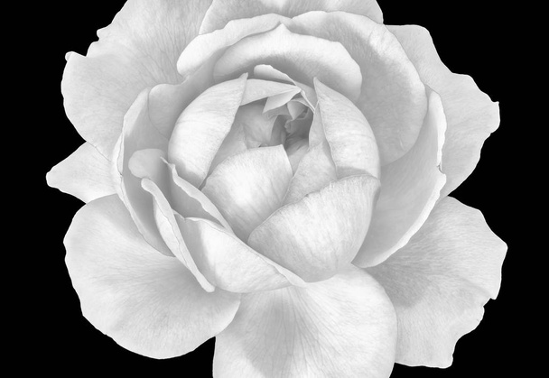 Fekete-fehér, fekete-fehér képzőművészeti még lifel makró virág kép egyetlen elszigetelt Rózsa virág részletes textúrával fekete háttér - Fotó, kép